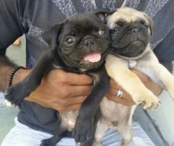 reg Male & Female Pug puppies For Sale