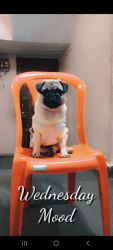 Pug 7 months for sale at Pune amanora futur e and free with cage plz