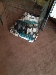 8 wk old pug puppies for sale