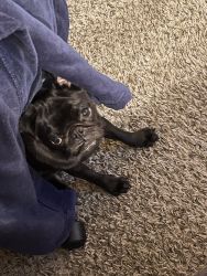 8 month old female pug