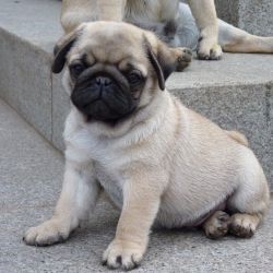 Cute And Lovely Pug Puppies