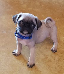 Baby Female and Male Pugs