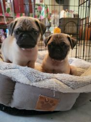 2 fawn Male Pug puppies