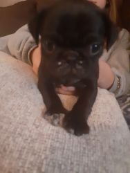 10 wk old pug puppies