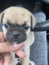 Pug mix - male 1 month old