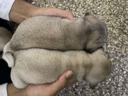 Puppies of pug 1 male and 1 female with high quality fur