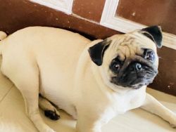 Sell a female pug 2.5 year old fully vaccinated