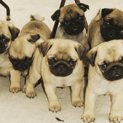 Pug male and female puppies for sale