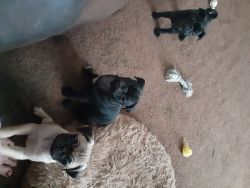 12 wk old Pug puppies for sale
