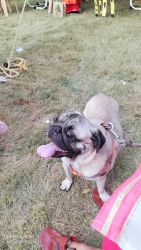 1 year old pug for sale