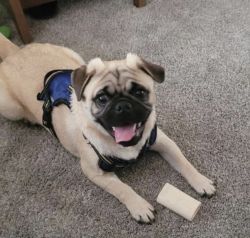 Bailey- Fawn Pug 18 months old