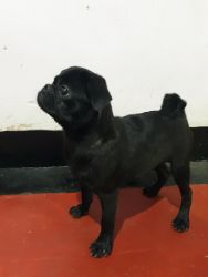 Black pug puppy for sale