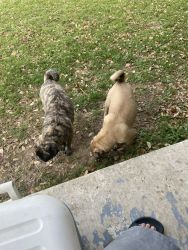 Brindle-fawn pug and fawn pug of 6 months