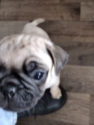 Pugs for sale