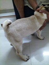 PUG male for sale urgent