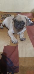 Healthy playful pug selling