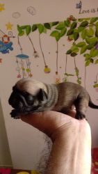 Healthy Pug puppies ,10 days old