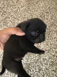 2 pug one is black colour one is white black is male