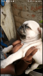 Pug puppy available in Chennai good