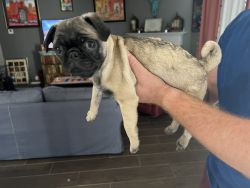 2 Pug Puppies to rehome