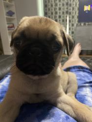10 week old pug pup