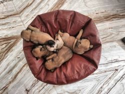 1month old female puppies of pug