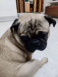 One year pug dog nee to sell fully vaccinated