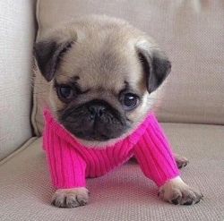cute adorable pug for sale
