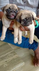 Cute & Healthy Pug puppies for sale