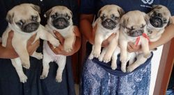 5 Beautiful High Quality Pug Pups Available Now(4 weeks old)