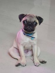 Selling 1 and half year old pug