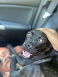 Young Pug/Lab Mix looking for home