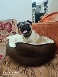 One year pug dog for sale