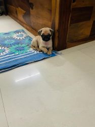 Male pug wround 2 month of age