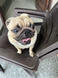 Male pug 6 months old
