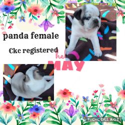 Ckc registered Panda pugs