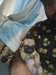 Pug Male puppy 50 days for sale