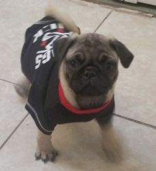 Pug puppy male ready for a loving home