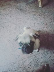 I have to sell my pugg
