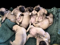Adorable pure bred Pug puppies