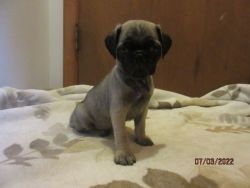 Pug pups for sale vet checked and ACA registered