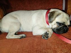 Pug female pug healthy and fit vaccination she is active and trained