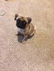 pug puppy for sale