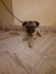Pug puppy..very active and cute