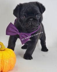 Health Tested PDE Clear Champion Line Pug Puppies