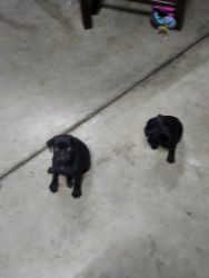 Pugs for sell