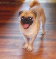 Young Adult Male Pug