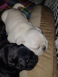 White pugs for sale