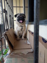 One year old pug for sale