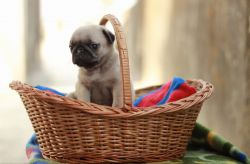 Pug puppy 45 day old for sales